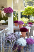 Chrysanthemum collection