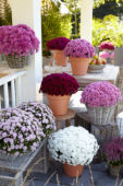 Chrysanthemum collection