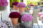Chrysanthemum collection
