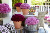 Chrysanthemum collection