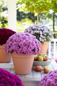 Chrysanthemum collection