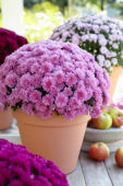 Chrysanthemum collection