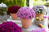 Chrysanthemum collection