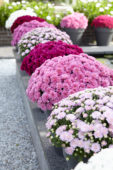 Chrysanthemum collection