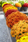 Chrysanthemum collection