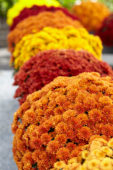 Chrysanthemum collection