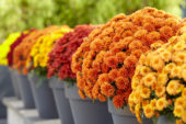 Chrysanthemum collection