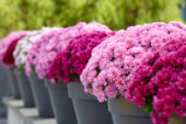 Chrysanthemum collection