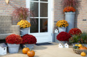 Chrysanthemum collection