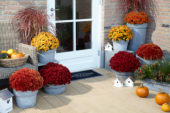 Chrysanthemum collection