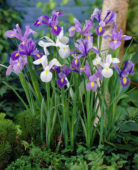 Iris mixed