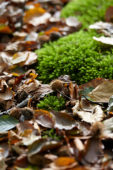 Fallen autumn leaves, moss