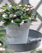 Gaulteria Gaulthier Pearl ® Gaulteria Gaulthier Pearl ®