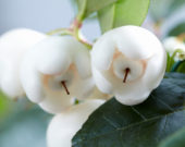 Gaulteria Gaulthier Pearl ® Gaulteria Gaulthier Pearl ®