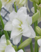 Hippeastrum Alasca