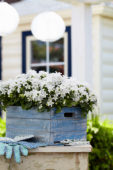 Campanula Spring Bell ® White Campanula Spring Bell ® White
