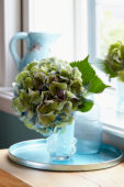 Hortensia bloem in vaas