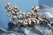 Corymbia torelliana decoratie