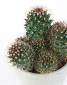 Mammillaria backebergiana ernestii