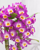 Dendrobium Nobile Star Class Akatsuki