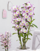 Dendrobium Nobile Irenes Smile
