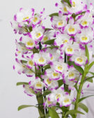 Dendrobium Nobile Irenes Smile