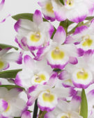 Dendrobium Nobile Irenes Smile