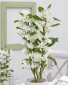 Dendrobium Nobile Star Class Apollon