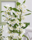 Dendrobium Nobile Star Class Apollon