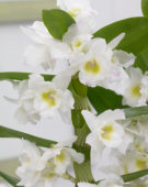 Dendrobium Nobile Star Class Apollon