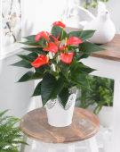 Anthurium Matiz ®