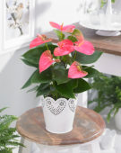 Anthurium Sweetheart Pink