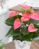 Anthurium Sweetheart Pink