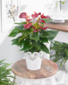Anthurium Piccolo 