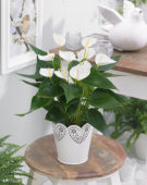 Anthurium Elido