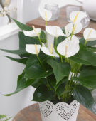 Anthurium Elido