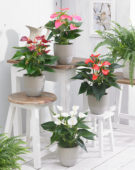 Anthurium collection