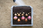 Layer planting of flower bulbs