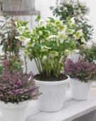 Helleborus King® White Helleborus King® White