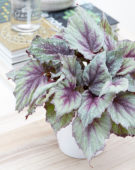 Begonia Beleaf Morning Dew