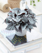 Begonia Beleaf Arctic Breeze