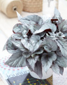 Begonia Beleaf Arctic Breeze
