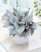 Begonia Beleaf Yukon Frost
