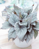 Begonia Beleaf Yukon Frost