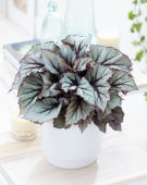 Begonia Beleaf Nordic Glacier
