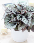 Begonia Beleaf Nordic Glacier