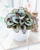 Begonia
