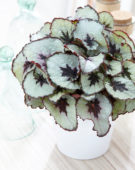 Begonia