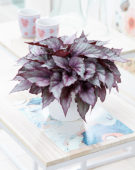 Begonia Beleaf Maori Haze