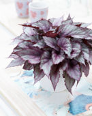 Begonia Beleaf Maori Haze